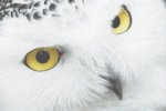 (image for) Snowy Owl